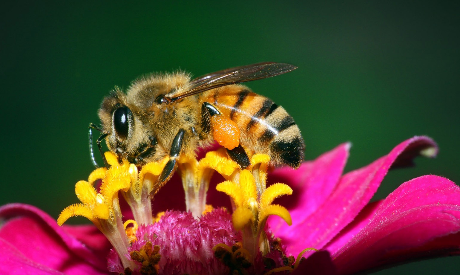 Bell Nursery Holdings Lindsay Goldberg